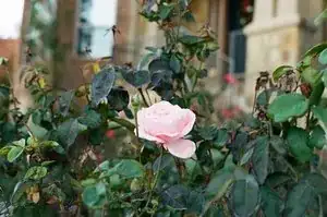Block Image