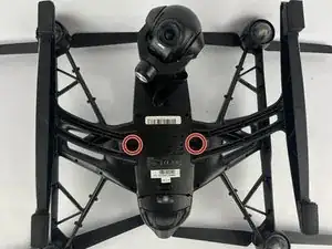 Leg