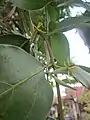 D. pentandra