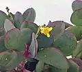 Emerging flower