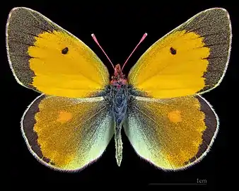 Colias myrmidone   ♂