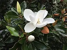 Flower in three stages of blossoming