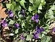 Purple violets