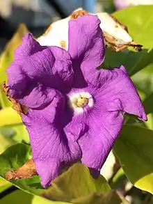Flower closeup