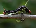 Cephonodes hylas larvae on Catunaregam spinosa in Hyderabad