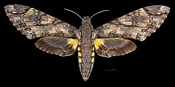 Female dorsal