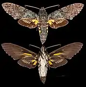 Cocytius duponchel