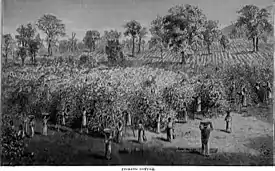 Image 33Coffee plantation (from History of coffee)