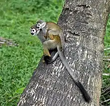 Brown monkeys