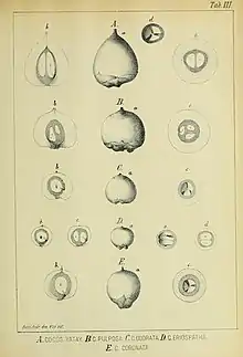 Comparison of fruit by João Barbosa Rodrigues in 1901. B. eriospatha is 'D' (note the smaller, very round fruit); B. yatay is 'A', B. odorata is 'B' & 'C', and Syagrus coronata is 'E'.