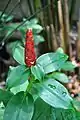 Costus stenophyllus