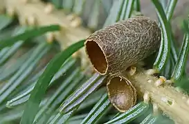 Opened cocoon