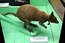 Brown dorcopsis