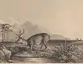 Edward Radclyffe, Stag at the Edge of a Pond, Yale Center for British Art