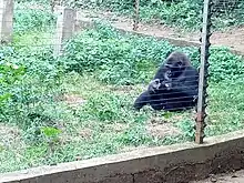 Female gorilla