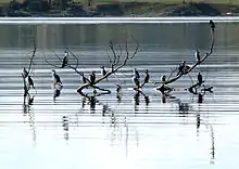 Roosting, Tasmania