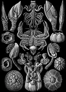 Cirripedia, Kunstformen der Natur, (1904).