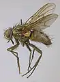 Helina reversio male