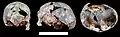 Burial 07 - Cranium
