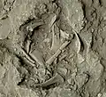 Burial 7. Excavation at exposition 12.