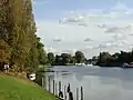 Image 95The lower end of the Staines-upon-Thames reach of the Thames, showing typical trees of the next reach and Penton Hook Island, a small nature reserve. (from Portal:Surrey/Selected pictures)