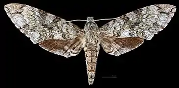 Female dorsal