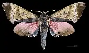 Male M. g. echephron