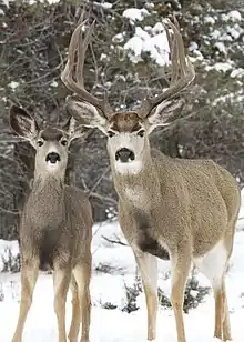 Two brown cervids