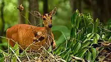 Brown cervid