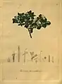 Coloured plate (under older name of Flotovia diacanthoides) from botanical work on Chilean plants by Poeppig and Endlicher