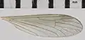 Wing