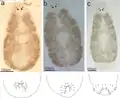 Enterogyrus malmbergi, body