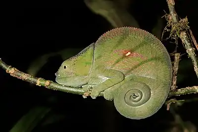 Image 5Parson's chameleonPhotograph credit: Charles James SharpParson's chameleon (Calumma parsonii) is a large species of chameleon, a lizard in the family Chamaeleonidae. The species is endemic to isolated pockets of humid primary forest in eastern and northern Madagascar. It is listed on CITES Appendix II, meaning that trade in this species is regulated. While it is illegal for most chameleon species from Madagascar to be exported, a limited number of Parson's chameleons can legally be exported each year from its native country. This female Parson's chameleon of the subspecies C. p. cristifer was photographed near Andasibe, Moramanga.More selected pictures