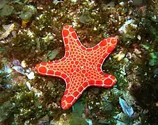 Pentagonaster dubeni, a Goniasteridae