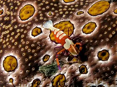 Periclimenes imperator on a sea cucumber