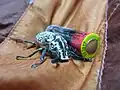 Pine Chafer Beetle (Polyphylla fullo) next to a AA Battery in Armenia