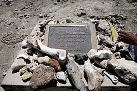 The spot where the first P. boisei was discovered in Tanzania