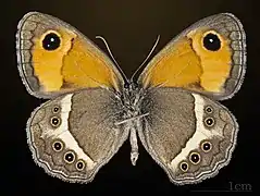Male underside