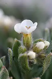 Floral detail
