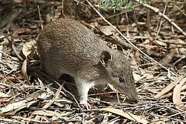 Brown bandicoot