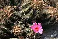 Thelocactus bicolor subsp. bicolor