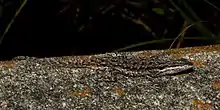 Texas tree lizard (Urosaurus ornatus ornatus), in situ, Kerr County, Texas