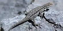 Big Bend tree lizard (Urosaurus ornatus schmidti), in situ, Culberson County, Texas