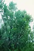 Vaccinium padifolium, over 2 m high shrub.