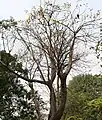 Cochlospermum religiosum  flowering tree in Kolkata