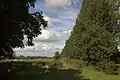 A wall of trees